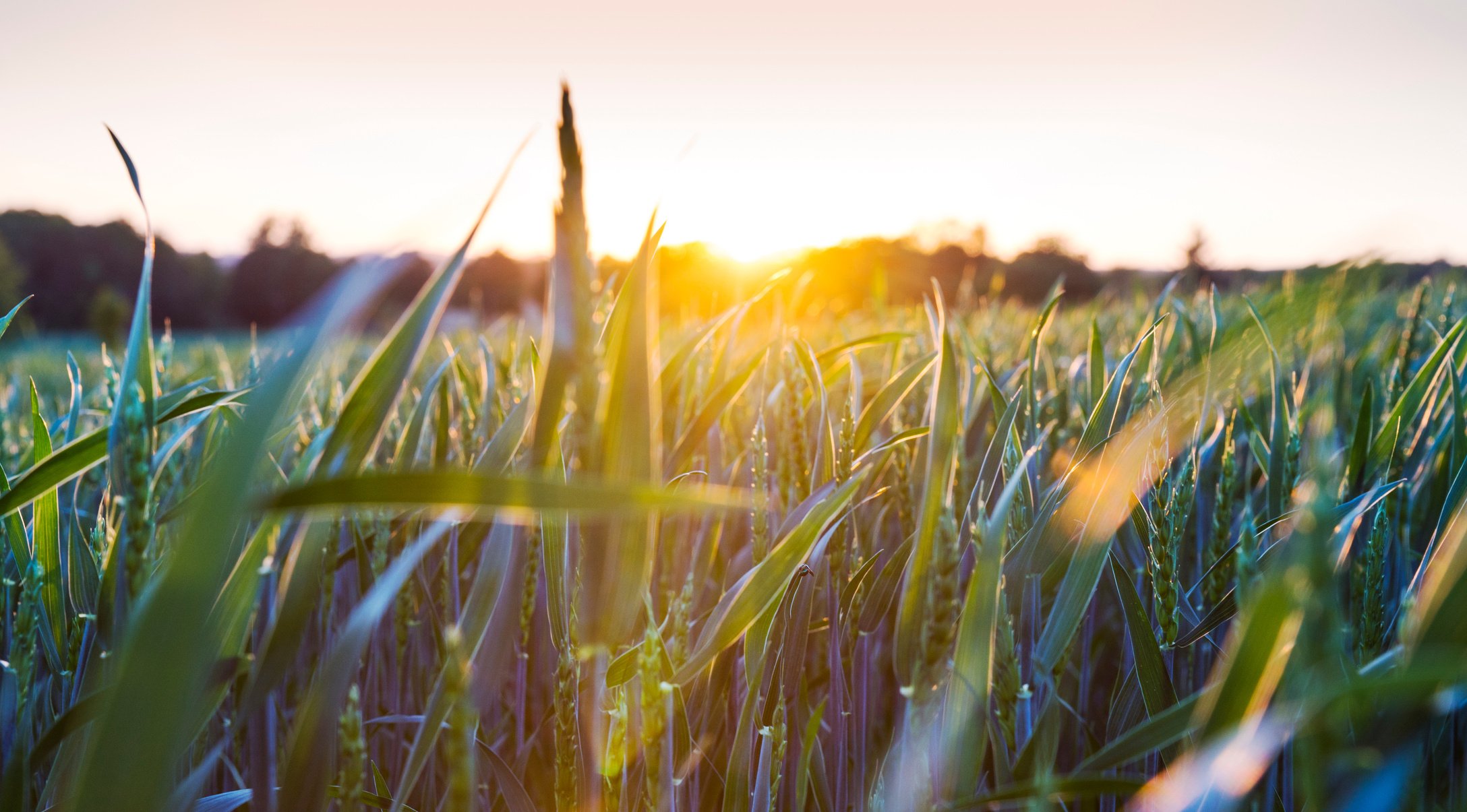 Farm field sunset